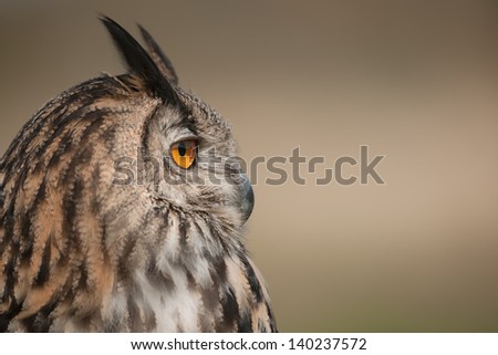 A side view of the head of a European Eagle Owl, with visual emphasis on the eye.