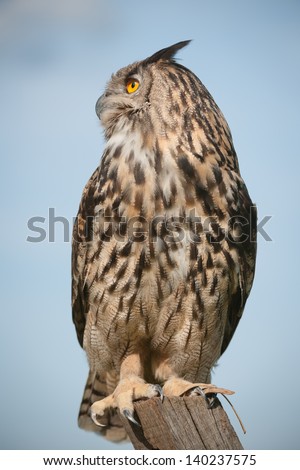A falconers Eagle owl perches on a fence post and surveys its surroundings against a blue sky.