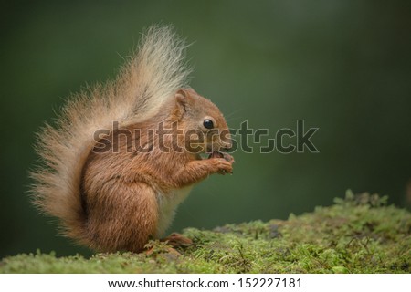 A Red Squirrel with its bushy tail raised in a traditional posture.