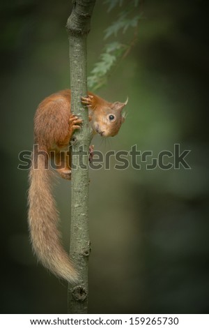 A Red Squirrel climbing up  the trunk of a very slender young tree, with it\'s bushy tail hanging down.