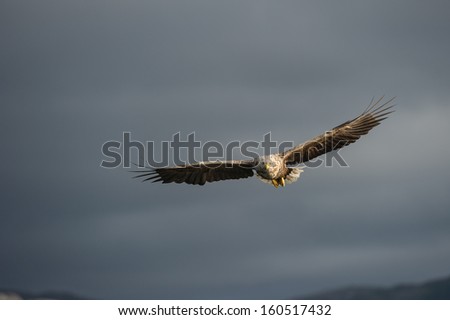 A female White-tailed eagle flying and looking directly at the camera.