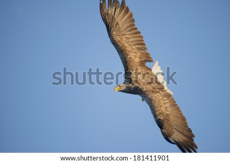 A soaring White-tailed eagle turns towards the camera.