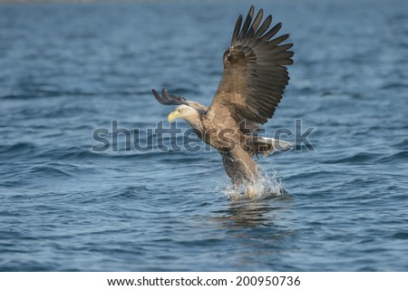 This White-tailed Eagle has grasped a prey fish in its talons and has been captured at the transition to upward flight, just for a moment the bird looks as if it is standing on the water.
