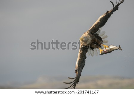 A large male White-tailed eagle, locally known as \