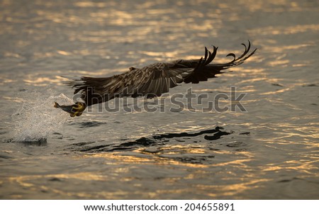 A White-tailed Eagle catches its prey at sunset, the color of the sky reflecting in the sea swell.