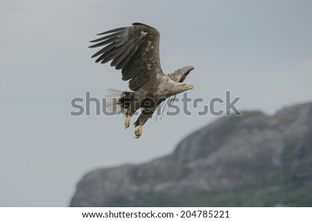 A White-tailed Eagle climbs above the camera after a failed dive for a meal.