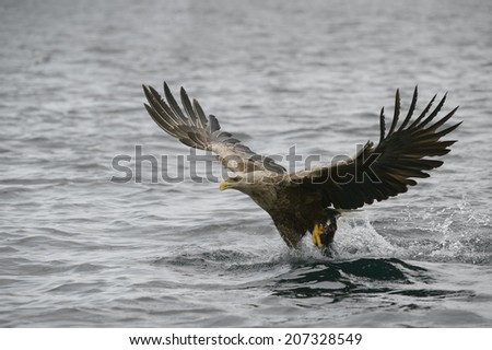 A White-tailed eagle catches a large fish and now begins the effort of getting back into the air with it.