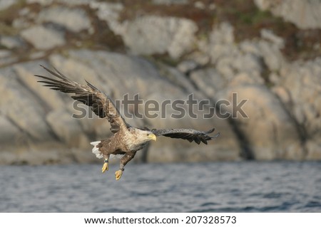 A White-tailed eagle never takes its eyes off its intended target during its fast approach to a kill.