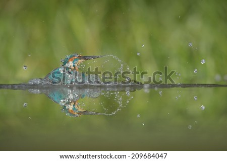 A male Kingfisher bursts from the water in a shower of spray and water droplets after failing to catch a fish. He is going to return to the same perch and try again as he has hungry chicks to feed.