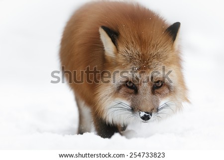 A Scandinavian Red Fox in its long winter coat looking at the camera.