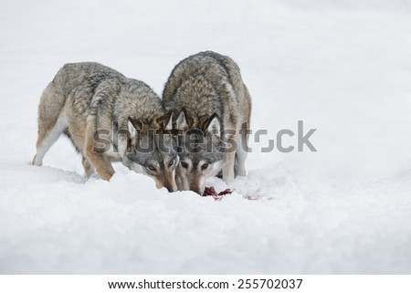 A pair of Grey Wolves feeding with their heads together. They are both looking at the camera.