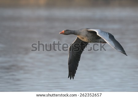 A single Greylag Goose flying across water on its way to feed.