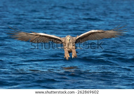A mature White-tailed eagle attacks its prey in a head flight path directly towards the camera.