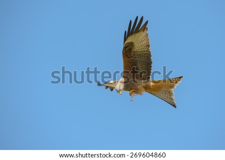 A Red Kite flying against a blue sky background holding food in its talons and feeding on the wing.