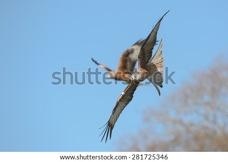 A Red Kite in a fast dive against a blue sky.