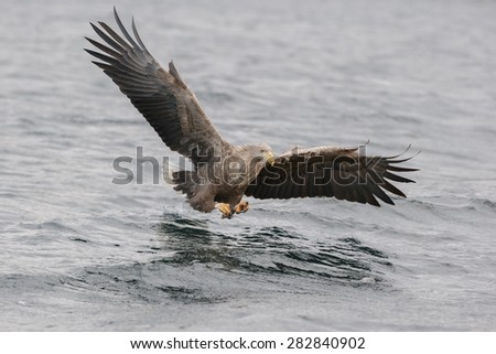 A White tailed eagle diving to catch food on an overcast winters day off the Norwegian coast.
