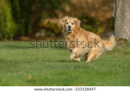 A large Golden Retriever dog running on grass and looking directly at the camera.