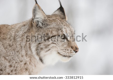 A close up of a Eurasian Lynx.