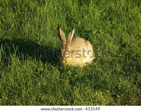 urban jack rabbit