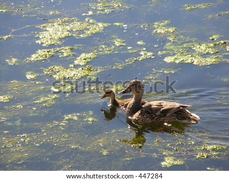 duck and duckling