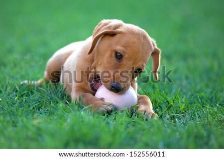 puppy dog ??bites a ball in a meadow