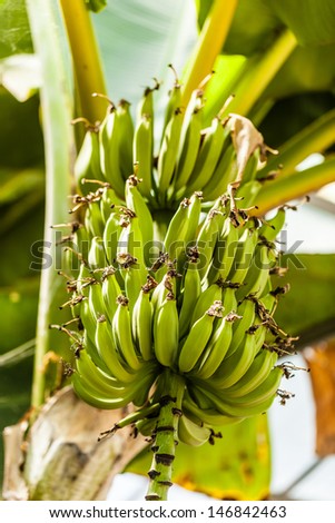 a bunch of unripe bananas hangen on a banana tree