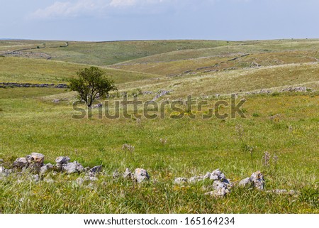a single lone tree in a beautiful rural landscape in south Italy