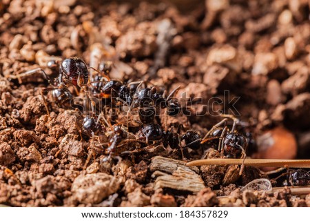 macro shot of some ants working together