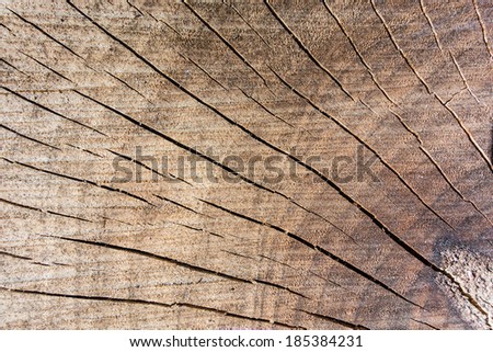 a sawn laurel tree trunk with a lot of cracks
