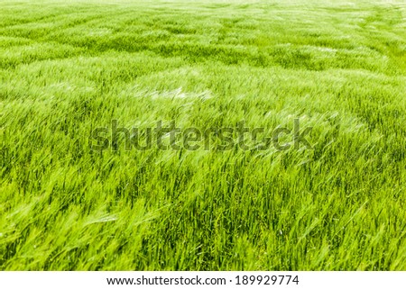 a beautiful and vibrant green crop in south italy