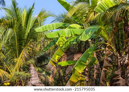 Banana tree leaves in the thai jungle over a blue sky