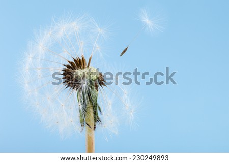 macro shot of a dandelion over a blue background with wind blowing seeds away