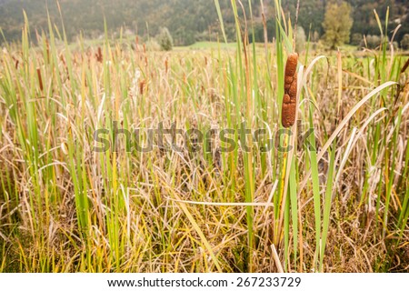 a bullrush field in a calm sunny day in the countryside