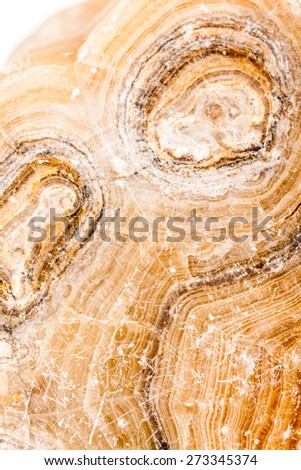 Ancient petrified wood, beautiful multicolored slice. Pure nature artwork in polished petrification