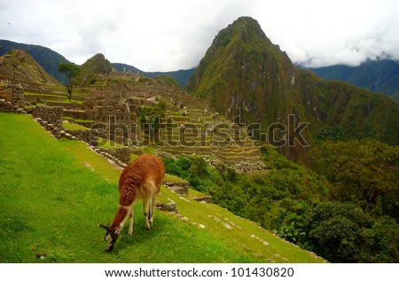 Alpaca in Machu Picchu, an Inca sacred place in the Andean mountains of Peru