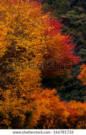 Red and Yellow autumnal tints in Japan