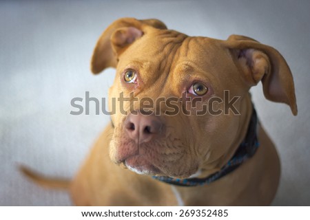 A close up portrait of a red nosed Pit Bull dog Female American Staffordshire Terrier on a white background.