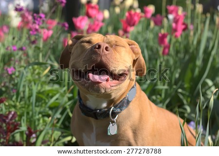 Smiling Pit Bull among the Flowers