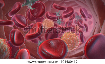 Blood Vessel Cells
