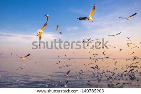 Fly to the Find, Sunset , The sea Thailand , Seagull