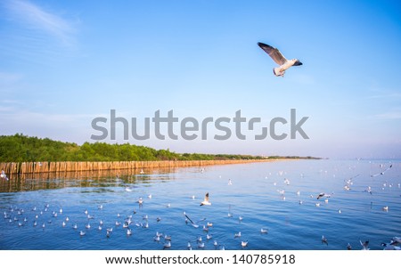 Fly to the dream. Blue sky and Seagull bird