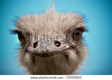 ostrich up close