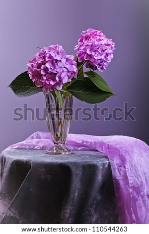 Still-Life with purple Hortensia flowers in glass vase