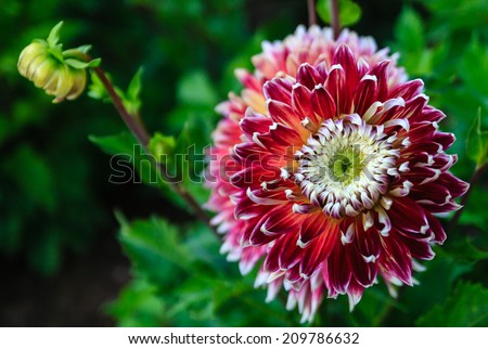 beautiful purple and white dahlia flower in the garden