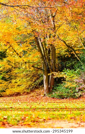 Autumn landscape with colorful  trees and leaves