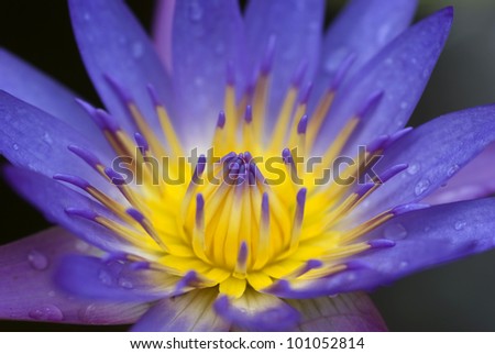 Nymphaea capensis (Cape blue water lily)