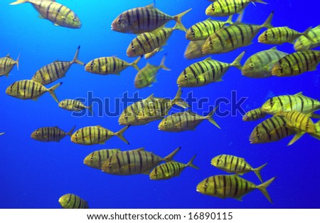 Yellow Fish Swimming in a School
