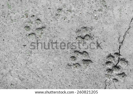 An Footprints of a animal on ground .