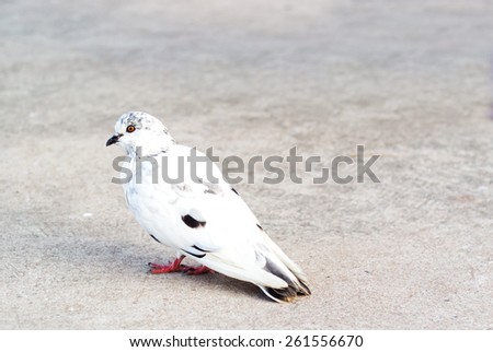 An White Pigeon in feeling peace .