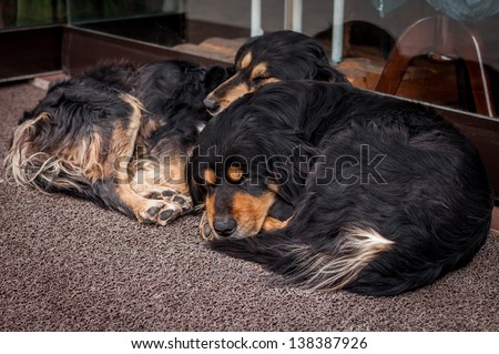 Two dogs sleeping outside of shop.